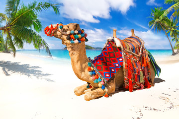 Camel ride on the tropical beach - obrazy, fototapety, plakaty