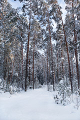 Зимний сосновый лес.