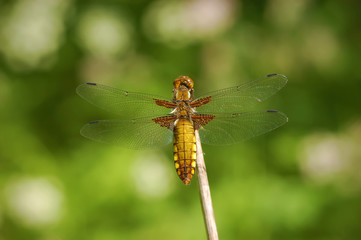 Dragonfly Libellula depressa - female