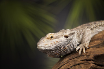 Animal Lizard, Bearded Dragon on mirror background