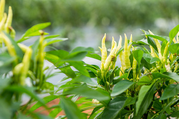 green chili peppers on a tree
