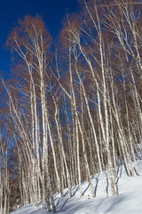 birch grove on the hillside