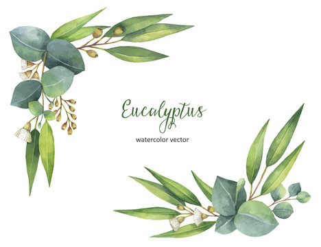 Watercolor Vector Wreath With Green Eucalyptus Leaves And Branches.