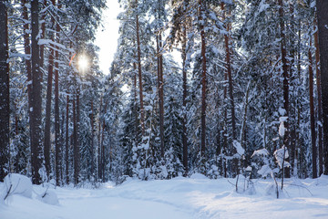 Зимний лес в солнечном свете.