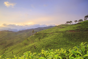 Plantation Tea Pangalengan, West Java, Indonesia