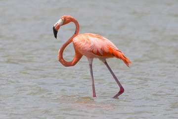Flamingos in der Karibik (Curacao/Niederländische Antillen)