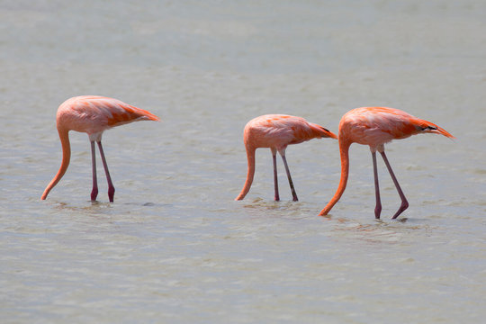 Flamingos in der Karibik (Curacao/Niederländische Antillen)