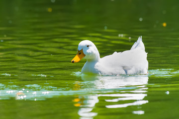 swimming in a green pond