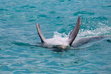 Delfin im Meer in der Karibik