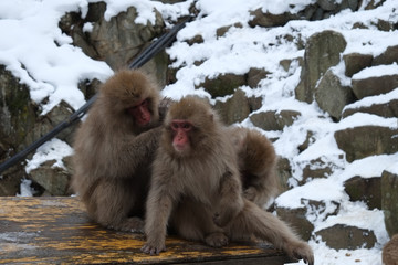 スノーモンキー