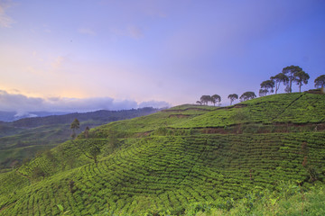 Fototapeta na wymiar Plantation Tea Pangalengan, West Java, Indonesia