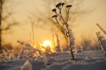 frozen wildflowers