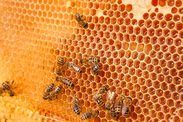 Fotobehang View of the working bees on the honeycomb with sweet honey. © kostik2photo
