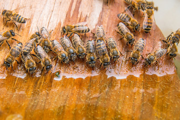 Bees drinking water at the summer.