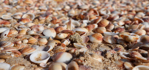 Sea shells on the sandy beach