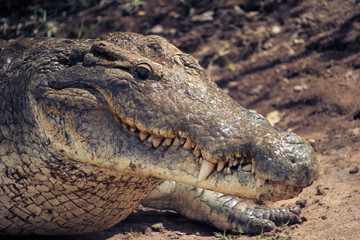 Brown Crocodile in Tsavo East National Park