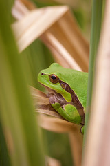 Green tree-frog (Hyla argorea)