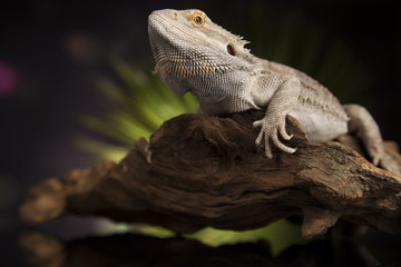 Agama bearded, pet on black background, reptile