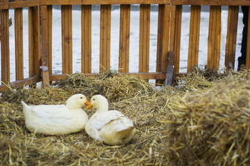 Pair of white ducks sitting on hay. Pair of Pekin duck soft focus