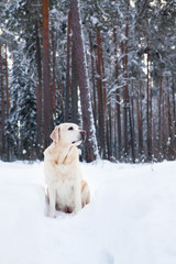 Лабрадор на прогулке в зимнем лесу.