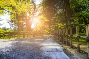 Fototapeta premium Japanese garden in the morning