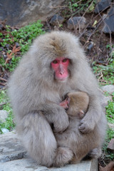 日本猿の親子　　地獄谷野猿公苑にて撮影