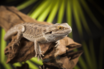 Root Bearded Dragon, Agama Lizard on black mirror background