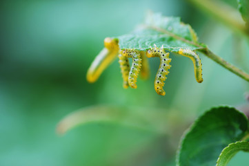 moth caterpillar on apple leaf