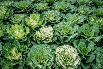 White cabbage in farm