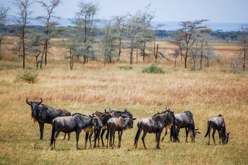 Naklejka na ściany i meble Herd of blue wildebeest (Connochaetes taurinus) in the wild savanna at Serengeti National Park safari landscape