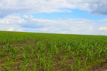 Fototapeta na wymiar Field of young corn