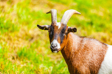 view of a goat on meadow