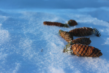 Fir cones lie on snow