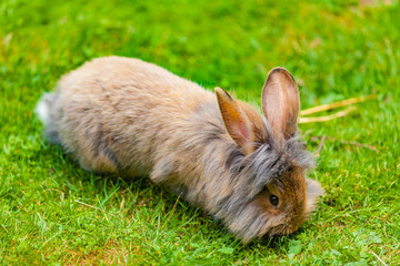 view of a hare on green medow