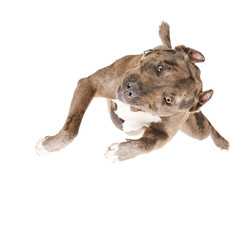 Pit bull in the jump, top view, isolated on white background