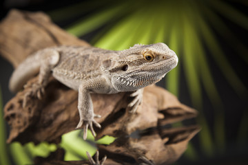 Lizard root, Bearded Dragon on black mirror background