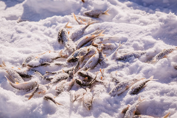 Catch fisherman, fish on ice.