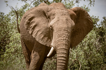 Portrait of a dirty elephant