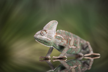 Chameleon lizard isolated on green background
