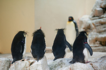 Pinguinschule