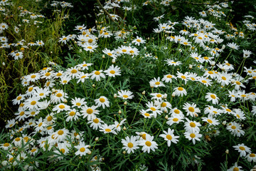 Field of white flowers