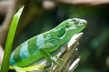 Grüner Leguan auf Ast