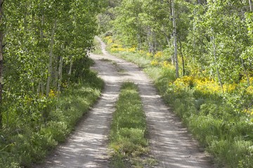Obraz premium Path, Road down Aspen Trees