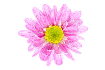 Pink flower isolated on white background