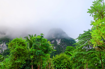 rain forest (Thaïlande)
