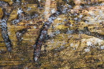 Snowflakes on old wood