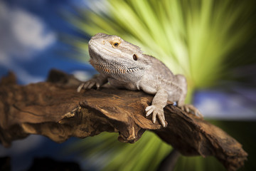 Obraz premium Animal Lizard, Bearded Dragon on mirror background