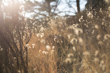 Sun kissed morning