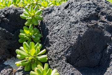 Beach Naupaka (Scaevola sericea) over lava rock on a Hawaiian beach.
