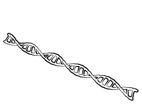 DNA spiral. Isolated on white background. Vector outline illustr